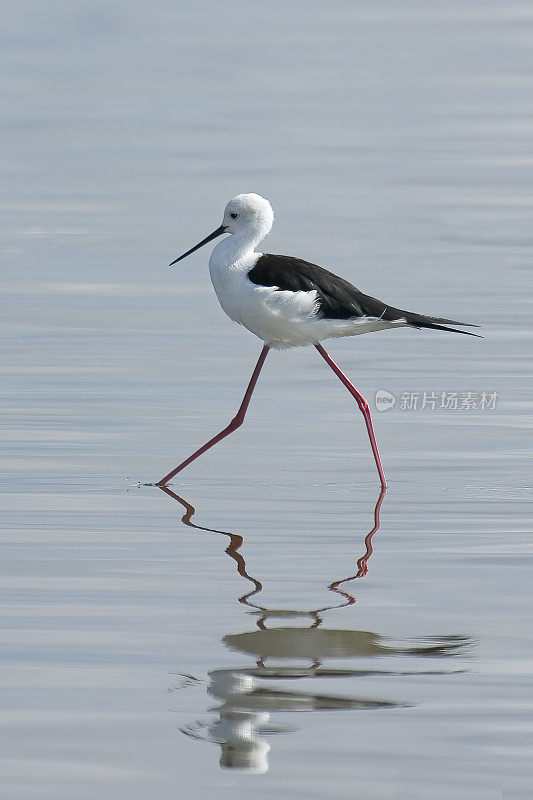 黑翅高跷，普通高跷，或花枝高跷(Himantopus Himantopus)是广泛分布的长腿涉禽鳄和高跷科(反折病毒stridae)。纳库鲁湖国家公园，肯尼亚